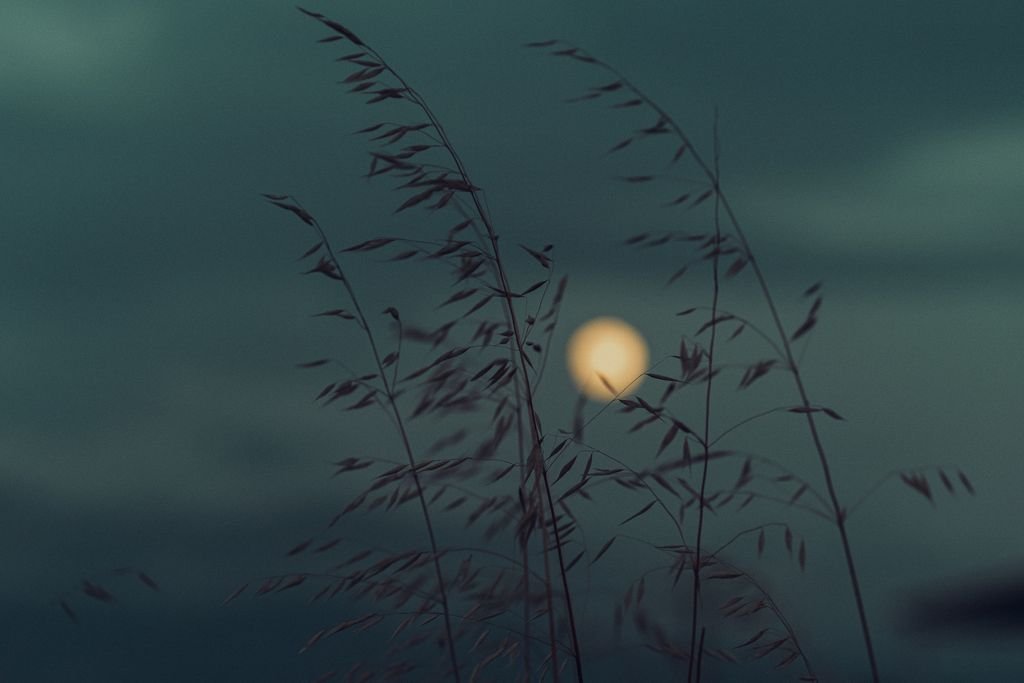 Grasses in silhouette against a luminous full moon in a serene, muted night sky, creating a peaceful mood.